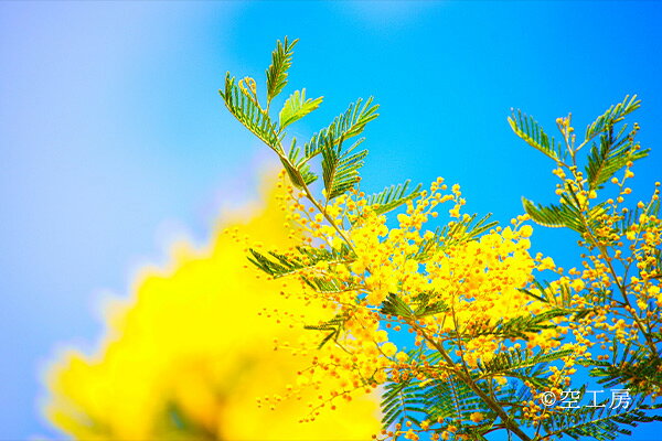 SIESTA web㤨֥եȥ Ķ˲(Yellow in the blue skyײʼ̿   ߥ⥶ڶ˼ۡפβǤʤ220ߤˤʤޤ