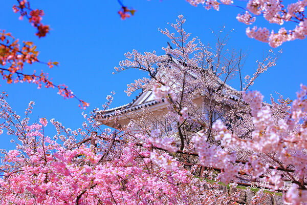 フォトカード 「春薫る桜城」花風景写真 空 雲 丸亀城【空工房】