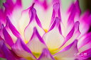 フォトカード 「Dahlia(ダリア)」花風景写真 空 雲【空工房】