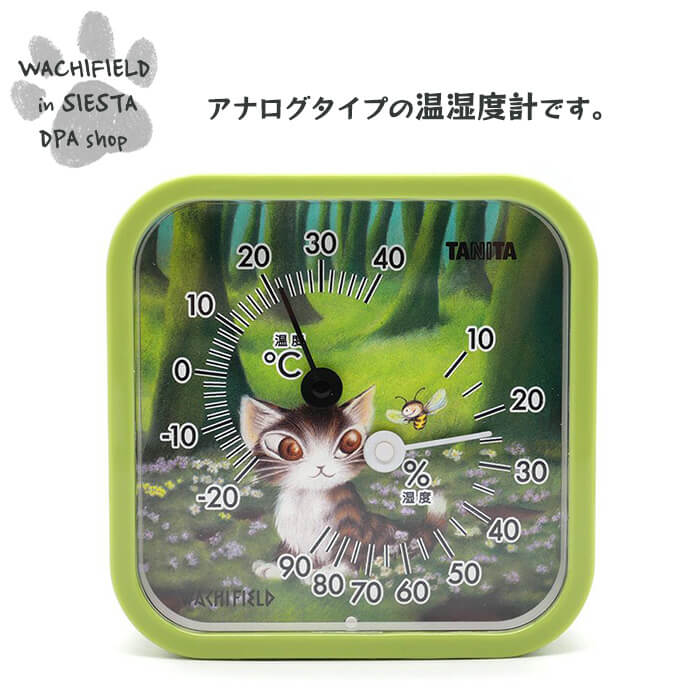 դɡWachifieldˡٷסʿΤ䤭˥ ǭ wf202504bSIESTA