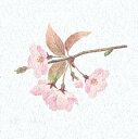 両面ラミ四季彩シート (200枚入) 桜(W66366) 敷紙・掛紙 料理直置き用敷紙