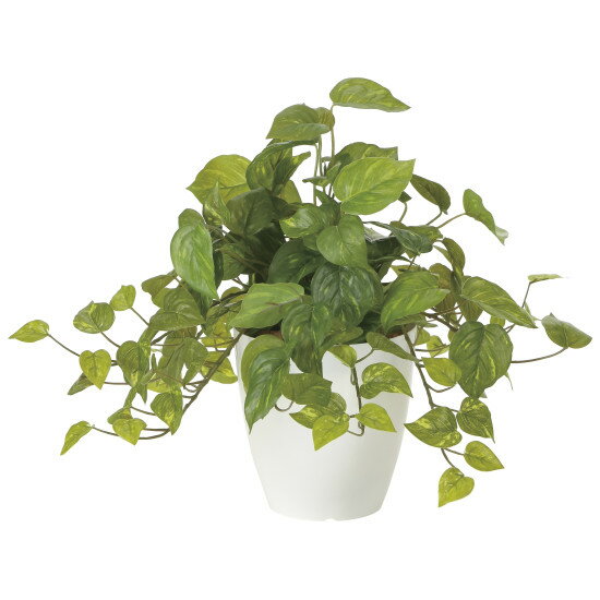商品詳細を選択■高さ:36cm 25cm 36cm光触媒 人工観葉植物 造花 フレッシュポトス (高さ36cm) (2252A50)手軽に掛けるだけで楽しめるので、オフィスやリビングに最適 !商品スペックサイズ（W×D×H）45cm × 45cm × 36cm重量770g本体素材ポリエチレン+EVA花器素材ポリプロピレン生産国日本配送サイズ120cm鉢上面Φ14.5cm鉢底寸Φ9cm鉢高H15cm商品説明 酸化チタン光触媒は、植物の葉緑素が光のエネルギーを使って二酸化炭素を酸素に変えるように、太陽の光や可視光（屋内の目に見える光）のエネルギーを使って、種々の有機物やニオイを分解する作用があります。 こちらの商品は株式会社豊田中央研究所が開発した可視光応答型光触媒「V-CAT」を使用しております。 光触媒の機能でホコリ等が付着しても取りやすく、毛羽たきや手でホコリを軽く払って下さい。 ぬれタオル等で軽く拭いても光触媒の機能は残ります。 洗剤での洗浄は破損や脱色の恐れがあります。 商品はポリエステルやポリエチレンを主とした素材でできています。生花ではございません。 受注生産品になりますので、ご注文・ご入金後のキャンセルは出来ませんのでご注意下さい。 商品写真は実際の色とは若干異なる場合がございますので、予めご了承ください。 手作り商品のため、サイズの多少の誤差はご了承下さい。 記載のサイズは花または葉の先端までの大きさです。