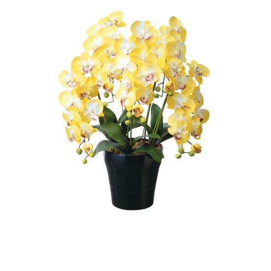 光触媒 人工観葉植物 造花 クイーン胡蝶蘭5本立Y (高さ74cm) 店舗用品 光触媒 人工観葉植物・造花・フェイクグリーン 人工胡蝶蘭