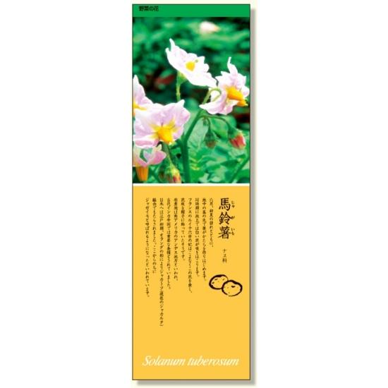 シールギャラリー 野菜の花 じゃがいも (916-33) 安全用品・工事看板 保安用品・工事用品 環境美化標識