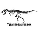 恐竜ステッカー　恐竜イラスト　骨
