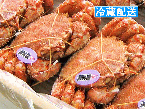 【送料無料】【発送期間限定:4-5月】オホーツク産海明け毛ガニ（約500g）×2尾【冷蔵便】ゆでたてをそのまま冷蔵便で！