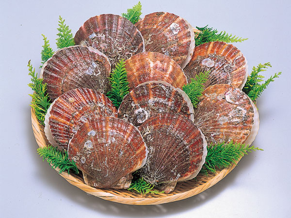 Shellfishes - 殻つき活ホタテ貝7kg（35〜45枚） 北海道オホーツク海産【発送期間:6〜8月】【冷蔵発送】