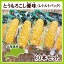 【送料無料】ゆでたての美味しさ!北海道産レトルトとうもろこし優味(ゆうみ) 30本×2箱(60本)(1本300g〜350g程度)【常温便】※同梱の場合は別途送料がかかります(重量制限があるため)