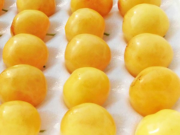 月山錦(2L) 200g×1トレー北海道産 黄色いさくらんぼ出荷期間 7月下旬送料無料・産直のサムネイル