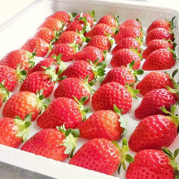 夏いちご (300g・15〜24粒)×4トレー送料無料 北海道産出荷期間 6月中旬〜12月上旬