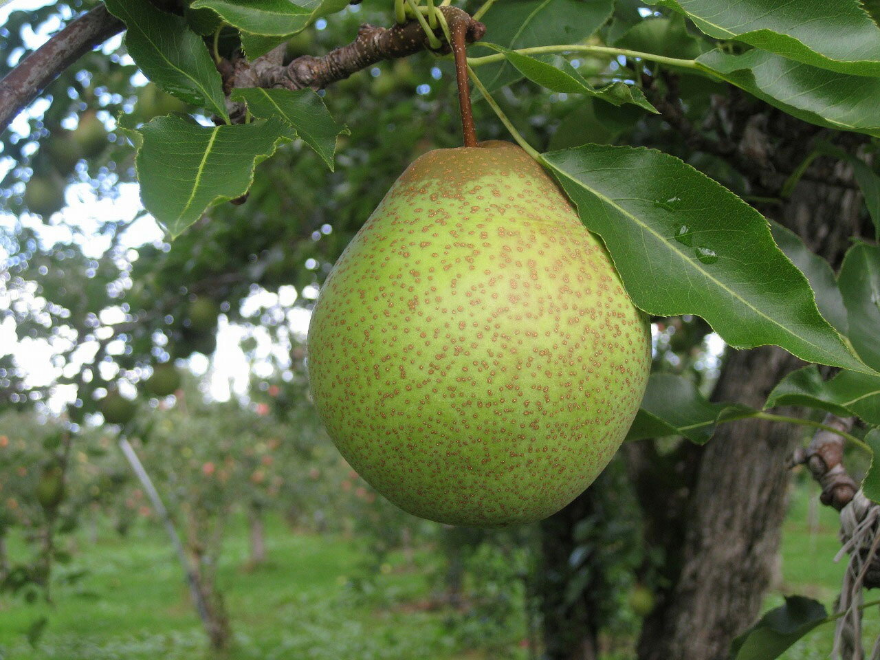 千両梨 10Kg(25玉前後)出荷期間 10月中旬〜10月下旬北海道フルーツの里直送送料無料