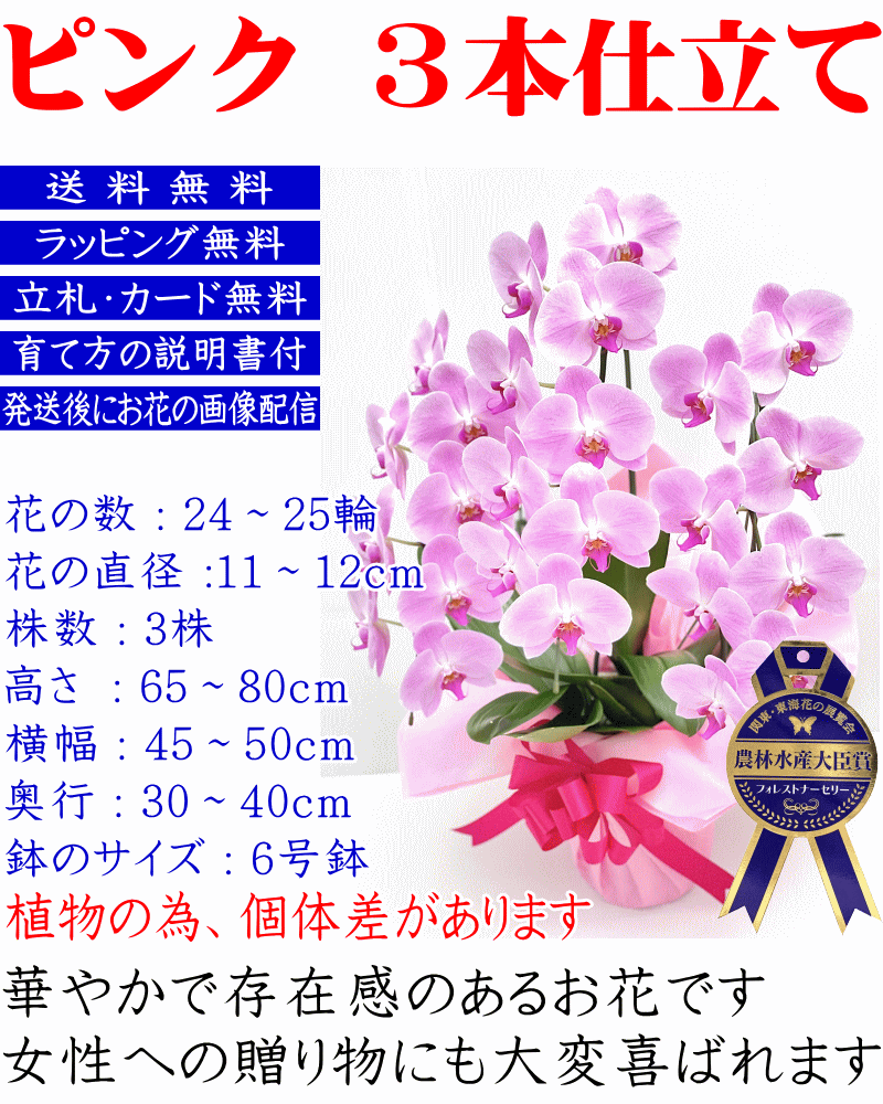 胡蝶蘭 3本立ち 大輪 白 花の数 24〜25輪 お祝い お供え 開店祝い 開院祝い 開業祝い 移転祝い 誕生日 当選祝 白 ピンク 胡蝶蘭専門店フォレストナーサリー 森洋蘭 胡蝶蘭 御供 叙勲 就任 昇進 栄転 退職 還暦 米寿 新築 母の日 花ギフト プレゼント