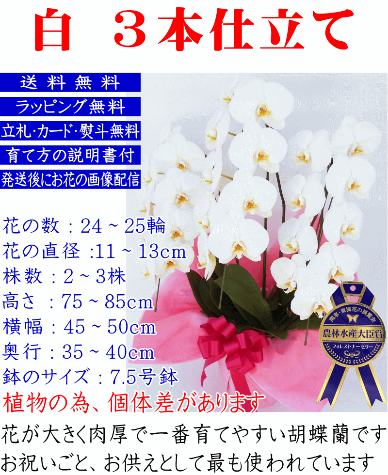 胡蝶蘭 3本立ち 大輪 白 花の数 24〜25輪 お祝い お供え 開店祝い 開院祝い 開業祝い 移転祝い 誕生日 当選祝 白 ピンク 胡蝶蘭専門店フォレストナーサリー 森洋蘭 胡蝶蘭 御供 叙勲 就任 昇進 栄転 退職 還暦 米寿 新築 母の日 花ギフト プレゼント