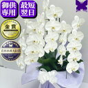 お供え専用 胡蝶蘭 法事 お供え花 供花 御供 お悔やみ 枕花 仏花 献花 忌 お盆 お彼岸 新盆 3本立ち27輪 花 おそなえ 通夜 葬儀 告別式 法要 仏事...
