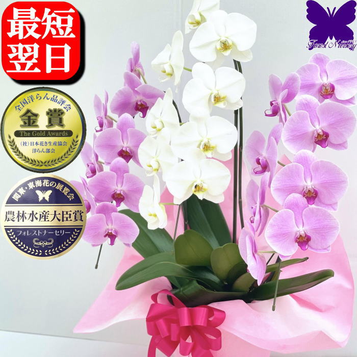 珍しいミックスの胡蝶蘭 お祝い 開店祝 開院祝 開業祝 移転祝 当選祝 叙勲祝 栄転祝 昇進祝 胡蝶蘭 3本立ち 大輪 お祝い 胡蝶蘭 お供え 叙勲 就任 退職 還暦 米寿 新築 誕生日 花ギフト 母の日 父の日 敬老の日 胡蝶蘭 花屋 送料無料 あす楽 3本立 大輪 胡蝶蘭 生産直売