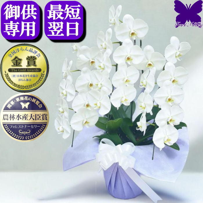 お供え専用 胡蝶蘭 供花 お供え花 御供 お悔やみ 枕花 仏花 献花 忌 お盆 お彼岸 新盆 3本立