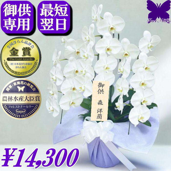 お供え専用 胡蝶蘭 供花 お供え花 ★1000円OFFクーポン発行中11/30まで★ 御供 お悔やみ 枕花 仏花 献花 ..