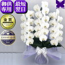 お供え専用 胡蝶蘭 お供え 花 御供 【最短翌日お届け】お悔やみ 法事 白 3本立ち 5本立ち 枕花 仏花 献花 忌 お盆 お彼岸 花 供花 新盆 初盆 おそな...