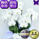 お供え専用 胡蝶蘭 お供え 花 御供 【最短翌日お届け】お悔やみ 法事 白 5本立ち 3本立ち 枕花 仏花 献花 忌 お盆 お彼岸 花 供花 新盆 初盆 おそな...
