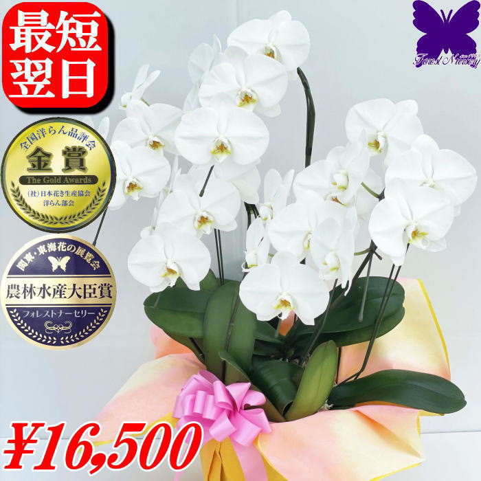 3本立ち 胡蝶蘭 5本立ち ★1000円OFFクーポン発行中12/27まで★ 大輪 白 開店祝い ギ ...