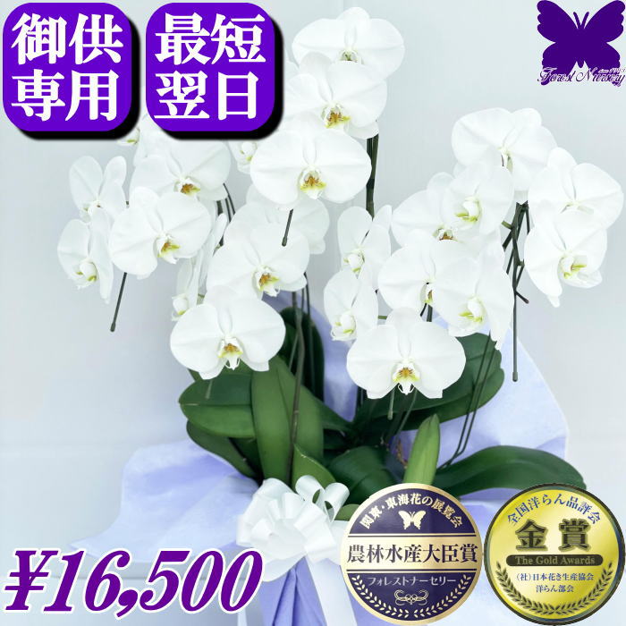 お供え専用 胡蝶蘭 お供え お得な 5本立ち ★2000円OFFクーポン発行中11/30まで★ 花 御供 【最短翌日お..