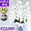 供花 胡蝶蘭 お供え花 お悔やみ 枕花 仏花 献花 お盆 お彼岸 花 供花 新盆 初盆 おそなえ 通夜 葬儀 告別式 法要 仏事 仏壇 命日 ご供養 満中陰 胡蝶蘭専門農家の生産直売 神奈川県平塚市から胡蝶蘭を直送 大輪胡蝶蘭3立ち33〜36輪