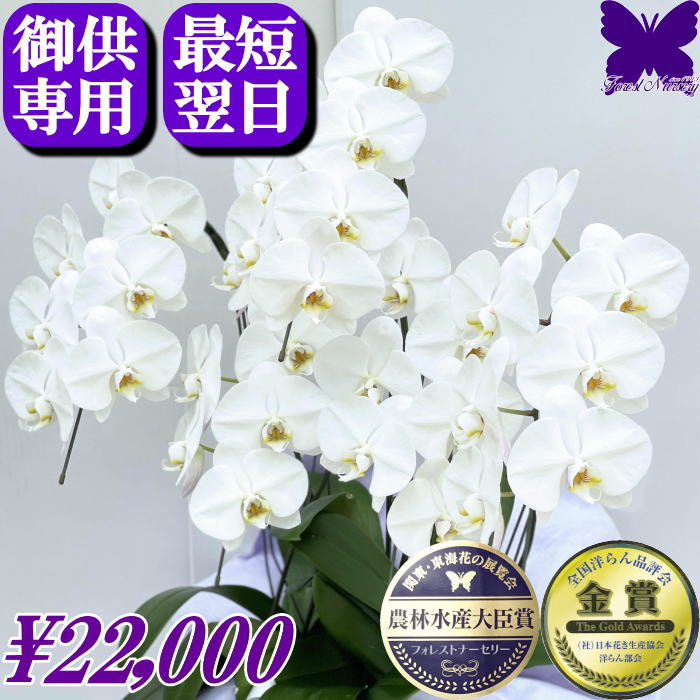 お供え専用 胡蝶蘭 3本立ち 5本立ち お供え ★2000円OFFクーポン発行中11/30まで★ 花 御供 【最短翌日お..