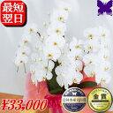 【3000円OFFクーポン】9/30まで 5本立ち 胡蝶蘭 お祝い 開店祝 41~45輪 白 胡蝶蘭 お祝い お供え 開院祝 開業祝 移転祝 当選祝 胡蝶蘭専門店フォレストナーサリー 森洋蘭 胡蝶蘭 5本立ち 大輪 叙勲 就任 退職 還暦 米寿 新築 誕生日 花ギフト 母の日 敬老の日 お中元 お歳暮