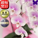 お祝い 誕生日 胡蝶蘭 2本立 4980円 (12~16輪) 開店祝 開業祝 開院祝 胡蝶蘭 お祝い お供え 胡蝶蘭 開店祝 当選祝 胡蝶蘭専門店フォレストナーサリー 森洋蘭 お盆 お彼岸 叙勲祝就任祝進発着任退職還暦米寿新築祝 胡蝶蘭 花ギフト 母の日 敬老 送料無料 ピンク