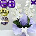 お供え専用 胡蝶蘭 お供え 花 御供 【最短翌日お届け】お悔やみ 法事 白 2本立ち 1本立ち あす楽 枕花 仏花 献花 忌 お盆 お彼岸 花 供花 新盆 初盆...