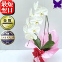 お祝い 胡蝶蘭 お供え 胡蝶蘭 2本立ち 10〜12輪 1本立ち 7〜8輪 開店祝 開業祝 開院祝 胡蝶蘭 お祝い 胡蝶蘭 開店祝 当選祝 胡蝶蘭専門店フォレス...