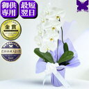 お供え専用 供花 胡蝶蘭 お供え花 49日 お供え 花 御供 お悔やみ 白 2本立ち (10〜12輪) 1本立ち (7〜8輪) 枕花 仏花 献花 お盆 お彼岸 ...