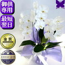 お供え専用 胡蝶蘭 供花 お供え花 御供 画像配信あり 大輪 白 3本立ち 18輪 あす楽 枕花 仏花 献花 お盆 お彼岸 花 供花 新盆 初盆 おそなえ 通夜...