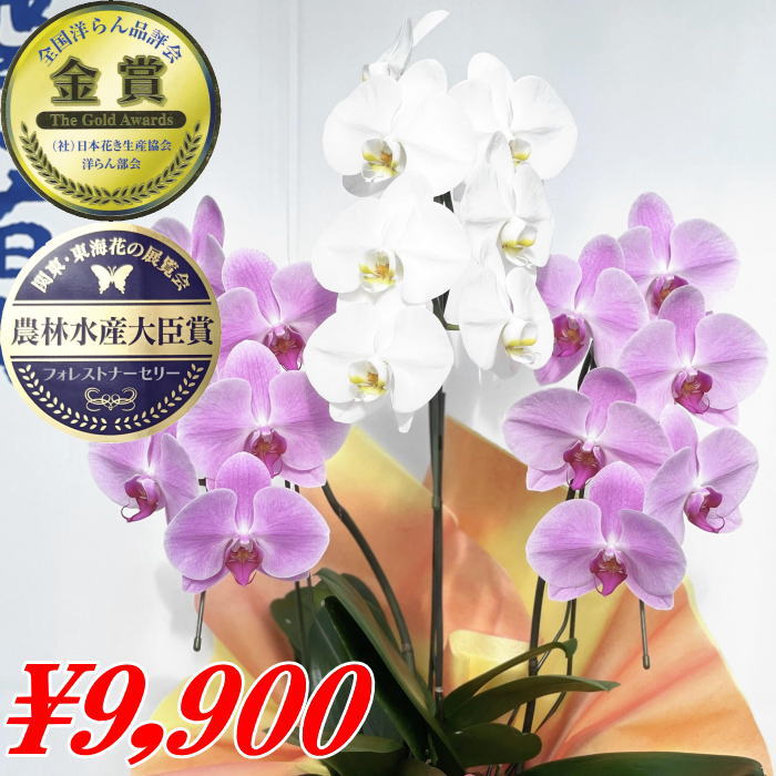胡蝶蘭 3本立ち 大輪 花の数 18～21輪 お祝い MIX 白 開店祝い 開業祝 開院祝 送料無料贈答品/お供え/お盆/お彼岸/叙勲祝/就任祝/進発/着任/退職/還暦/米寿/新築祝/胡蝶蘭花ギフト/母の日父の日 敬老の日 神奈川県平塚市から発送