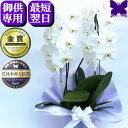 お供え専用 胡蝶蘭 供花 お供え花 御供 画像配信あり 大輪 白 3本立ち あす楽 枕花 仏花 献花 お盆 お彼岸 花 供花 新盆 初盆 おそなえ 通夜 葬儀 ...
