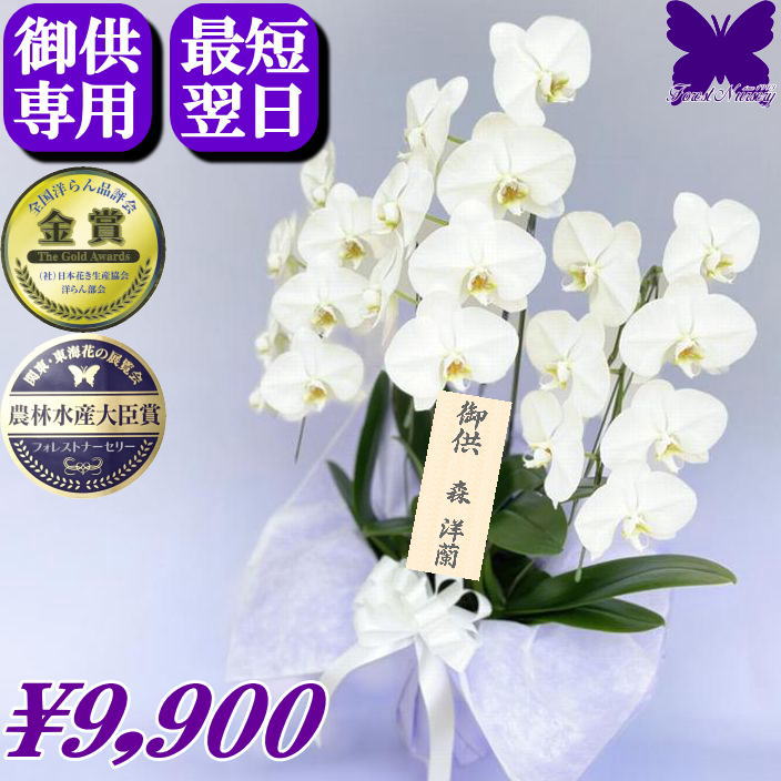 お供え専用 胡蝶蘭 ★500円OFFクーポン発行中11/30まで★ 供花 お供え花 御供 画像配信あり 最短翌日お届..