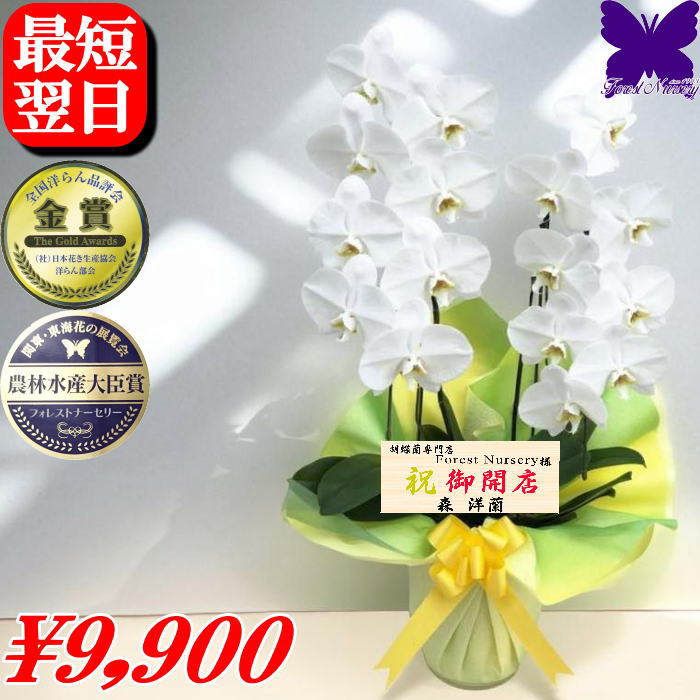 胡蝶蘭 お祝い ★500円OFFクーポン発行中12/27まで★ 開店祝 開業祝 開院祝 お供え 2本立ち 3本立ち 白 ..