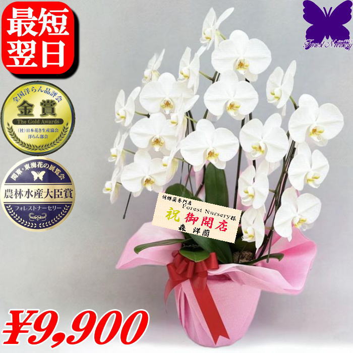 胡蝶蘭 開店祝 開業祝 開院祝 ★500