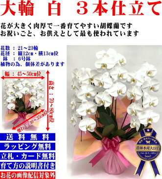 胡蝶蘭 3本立 大輪(21〜23輪) お祝い お供え 開店祝 開業祝 開院祝 胡蝶蘭 お祝い 胡蝶蘭 開店祝 当選祝 胡蝶蘭専門店フォレストナーサリー 森洋蘭 お盆お彼岸叙勲祝就任祝進発着任退職還暦米寿新築祝胡蝶蘭花ギフト母の日敬老の日胡蝶蘭送料無料