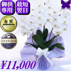 https://thumbnail.image.rakuten.co.jp/@0_mall/silk-f/cabinet/osonae-10000/20240213-os-w-10-1.jpg