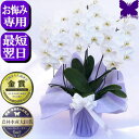 お供え専用 胡蝶蘭 49日 お供え 花 供花 お供え お悔やみ 仏花 花 お悔やみ 白 3本立ち 24輪 あす楽 枕花 献花 忌 お盆 お彼岸 花 供花 新盆 ...