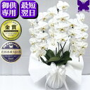 お供え専用 胡蝶蘭 白 3本立ち 24輪 お供え専用 49日 お供え 花 供花 お悔やみ 仏花 お供え 花 お悔やみ あす楽 枕花 献花 忌 お盆 お彼岸 花 ...
