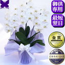 お供え専用 胡蝶蘭 お供え 花 御供 【最短翌日お届け】お悔やみ 法事 大輪 白 1.2.3.5本立ち 鉢花 アレンジ 枕花 仏花 献花 忌 お盆 お彼岸 花 ...