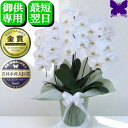 お供え専用 胡蝶蘭 法事 お供え花 お悔やみ 白 3本立ち 24輪 枕花 仏花 献花 お盆 お彼岸 花 供花 忌 新盆 初盆 おそなえ 通夜 葬儀 告別式 法要...
