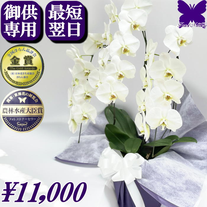 お供え専用 胡蝶蘭 初盆 お供え ★1000円OFFクーポン発行中11/30まで★ 御供 お悔やみ 白 3本立ち 24輪 ..