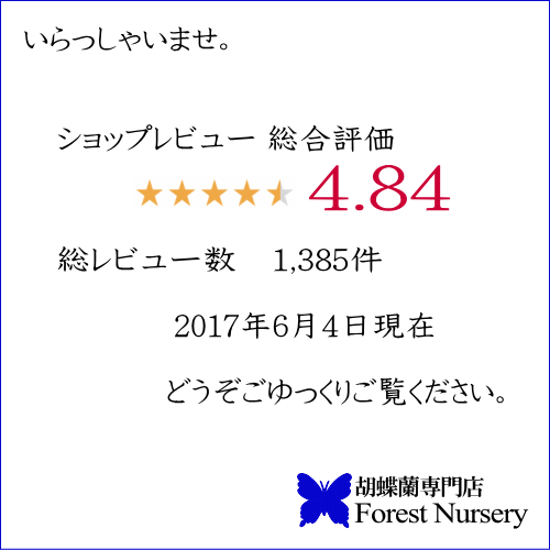 胡蝶蘭 5本立ち 開店祝 開院祝 開業祝 当選祝 胡蝶蘭送料無料 お祝い胡蝶蘭お供え叙勲就任退職還暦米寿新築誕生日花ギフトミディ母の日父の日敬老の日会社や開院の贈り物に人気です!胡蝶蘭5本立ち白・白赤・ピンクMIX50〜55/花フラワーギフト贈答品プレミアム