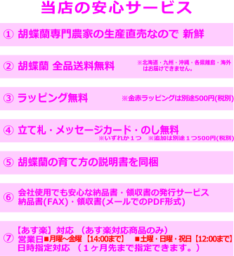 胡蝶蘭 3本立ち 大輪 ピンク お祝い お供え 開店祝 開業祝 開院祝 当選祝 神奈川県平塚市から発送 お盆お彼岸叙勲祝就任祝進発着任退職還暦米寿新築祝胡蝶蘭花ギフト母の日敬老の日胡蝶蘭送料無料【あす楽対応】