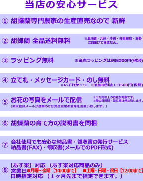 胡蝶蘭 お供え花 お悔やみ 枕花 仏花 献花 お盆 お彼岸 花 供花 新盆 おそなえ 通夜 葬儀 告別式 法要 仏事 仏壇 命日 ご供養 満中陰 胡蝶蘭専門農家の生産直売 神奈川県平塚市から胡蝶蘭を直送 大輪胡蝶蘭白3本立ち27〜29輪【あす楽対応】【送料無料】