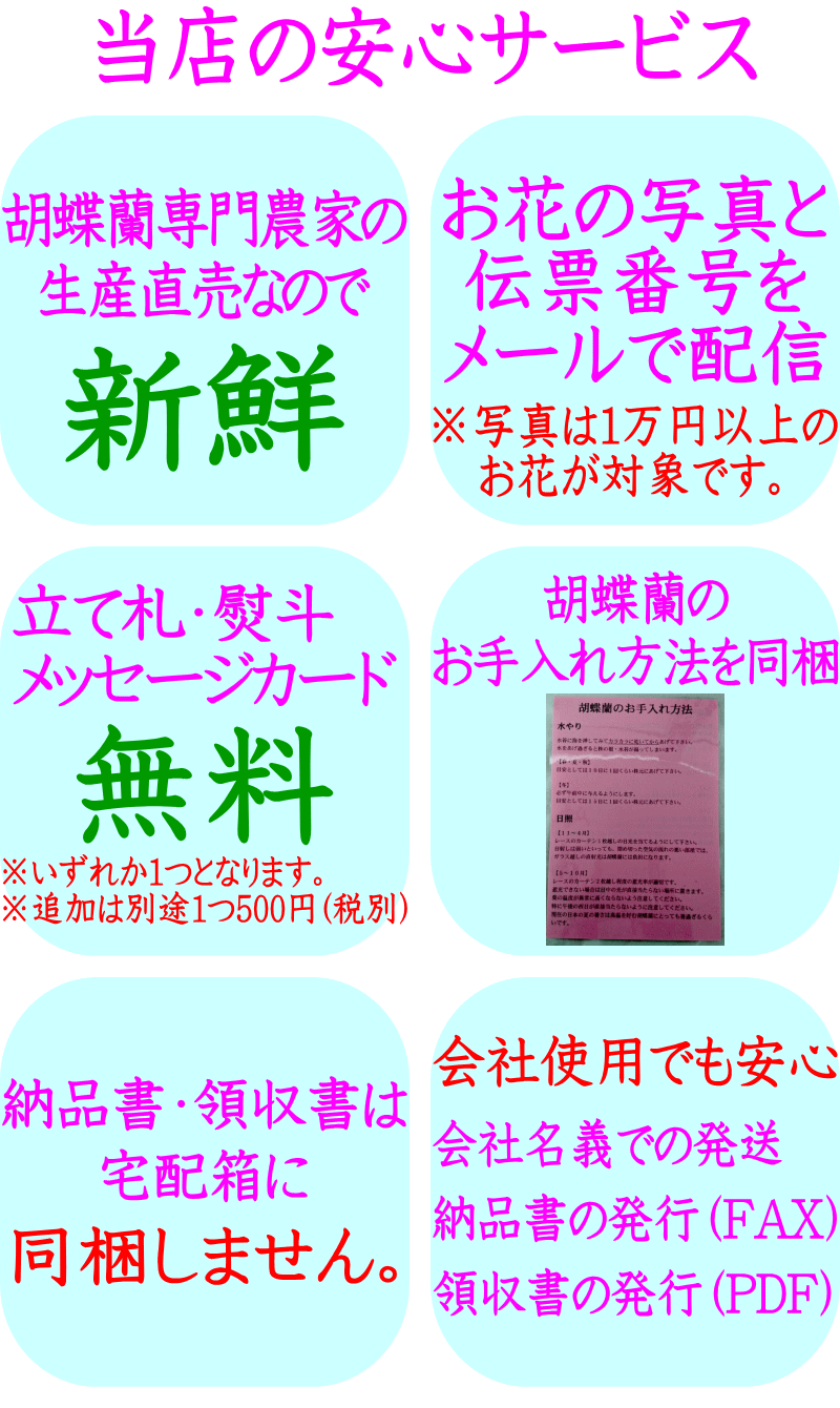 胡蝶蘭 3本立 大輪(18〜21輪) お祝い お供え あす楽 開店祝 開業祝 開院祝 胡蝶蘭 お祝い 胡蝶蘭 開店祝 当選祝 胡蝶蘭専門店フォレストナーサリー 森洋蘭 お盆お彼岸叙勲祝就任祝進発着任退職還暦米寿新築祝胡蝶蘭花ギフト母の日敬老の日胡蝶蘭送料無料【あす楽対応】