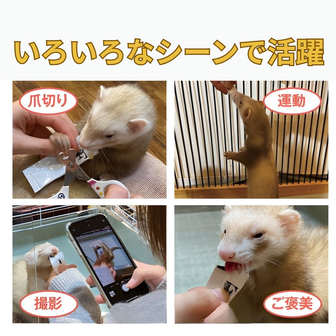 フェレット用健康補助食品 ヘルスチャージ-F90g（3gx30本） silvercosme-10002491 チャモズハウス サンプル画像3